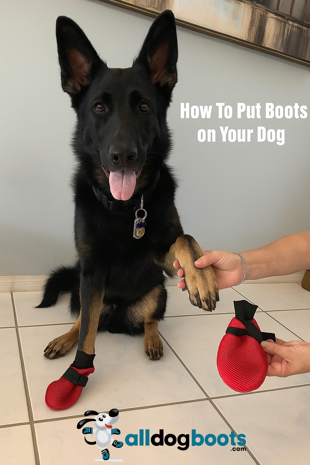 Putting dog boots on a German Shepherd